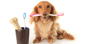 dog teeth cleaning Mesa